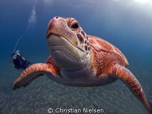 Touching the dome. Very curious green turtle in El Puerti... by Christian Nielsen 